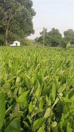 Arrowroot cultivation#arrowroot #horticulture#trendingshorts#viralshort #vegetablefarming#vegetables