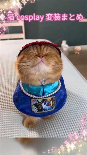 猫 cosplay 変装まとめ#面白い #可爱 #猫 #宠物 #cosplay
