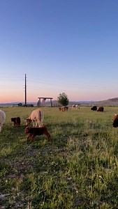 42 reactions · 3 comments | Fluffy calves in a green field is our favorite! #highlandcow #highlandcows #farmvisit #highlandcoocattle | Highland Coo Cattle Company | Facebook