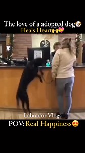 7.5K views · 10K reactions | If happiness had a face, it’d be a adopted dog’s. Adopted dogs love harder#dogs #OWNER #unconditional #bonding #dog #Human #unconditionallove #purelove #happiness #loyalty #adopt #adoption #adoptdogs #adoptdontshop #PureJoy #reelsviralシfb #reelsfbシ | Labrador Vlogs | Facebook