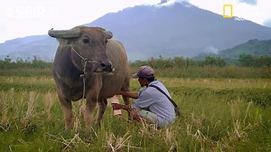 Dadiah adalah susu kerbau yang difermentasi dalam batang bambu. Proses fermentasi ini membuat susu kerbau jadi punya cita rasa asam yang khas seperti yoghurt. Saat proses fermentasi, susu kerbau tersebut hanya dimasukkan ke dalam wadah bambu lalu ditutup dengan daun pisang atau daun waru. Tidak ada bibit untuk membantu proses fermentasi. Proses fermentasi dadiah memakan waktu 2-3 hari. Dadiah siap disantap jika sudah menggumpal. Umumnya dadiah dinikmati dengan ampiang. Pesona dadiah ini pun semp