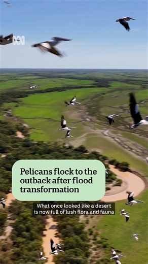 175K views · 4.5K reactions | Just add water to the Channel Country...