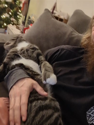 The Appeal of Brittney Songs in Pet Videos