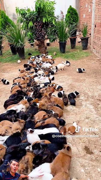 Pilares da Criação: Uma Festa de Animais Lindos