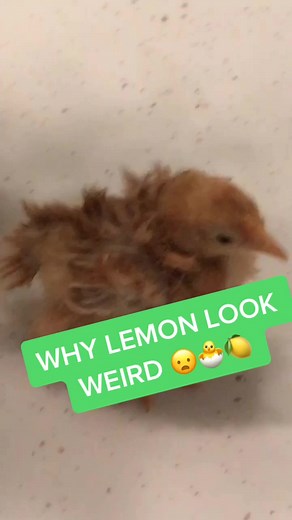 Unveiling the Mystery: Why Does Lemon Look Weird?