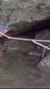 73K views · 1.3K reactions | Green heron eats crayfish Bird World 鹭 #Animal #Birds #鹭 | Mahan 9 | Facebook