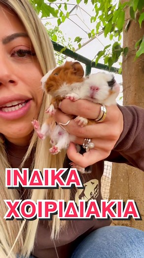 Ινδικά χοιρίδια 🐷🐾#pig #foryou #foryoupage #foryoupageofficiall