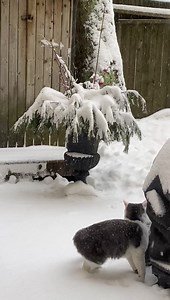 Freddy’s first day in snow. | Heather Rankin Music