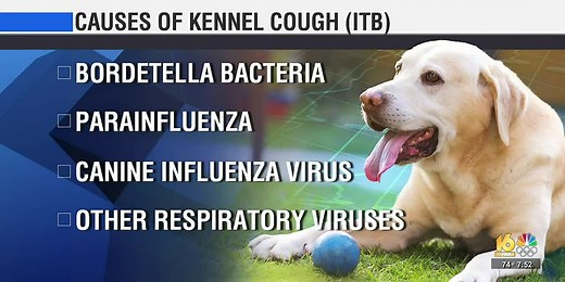 Pet Vet: Kennel Cough