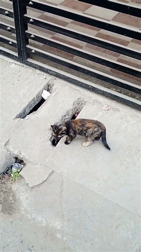 baby cat playing #kitten #shortvideo #foryou