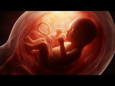How a Baby Grows in the Womb | Fetal Development Explained