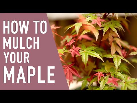 How to Mulch Around Your Maple Trees 🍁 || West Coast Gardens