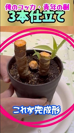 【青年の樹•前編】めざすユッカの3本立て #青年の樹 #ユッカ #挿し木 #挿し芽 #植え付け #植え替え #鉢植え #観葉植物初心者 #観葉植物 #剪定