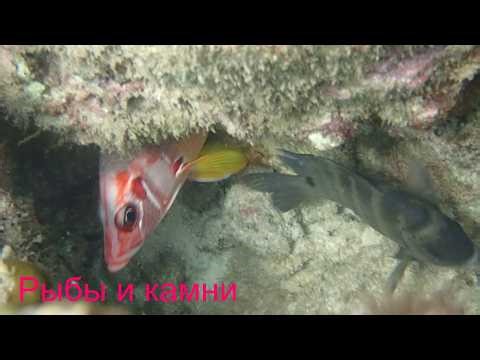 Рыбы и камни