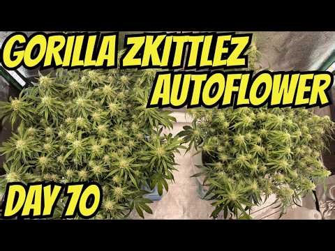 How I Grow Autoflowers: 420FastBuds Part 11: Gorilla Zkittlez