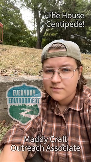 2.2K views · 32 reactions | The House Centipede, found in and around...