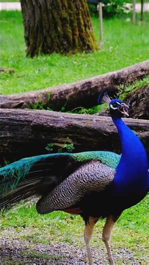 Look at the peacock scream so loudly! | #shorts #peacock |