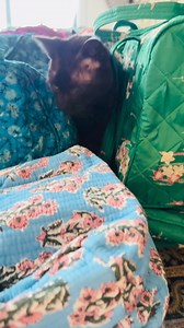 2.6K views · 27 reactions | Our annual Amy Butler Tag sale is kitty approved! And takes place this Saturday at our home studio located at 218 Mount Parnassus Dr., Granville, OH. the sale runs from 9 AM to 2 PM Eastern standard time. Local friends we hope you can join us! It’s going to be an absolutely fabulous event! | Amy Butler and Blossom Magazine | Facebook