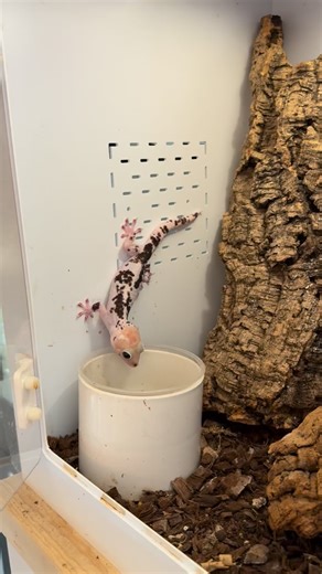 I think I disrupted her dinner plans. #tokay #tokaygeckos #tokaygecko #tokaygeckomorph #geckobreeding #geckobreeder | Gekko & Gecko