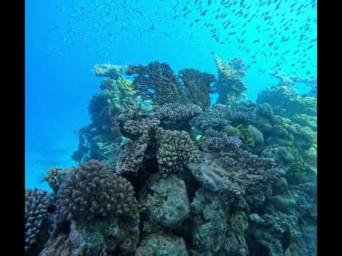 Eilat's Coral World Underwater Observatory at Sunset – Majestic Marine Scene