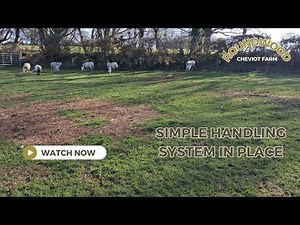 Our Simple Sheep Handling System That Works | Roundwood Cheviot Farm