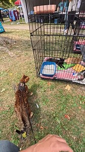 Pouncey meets some adoptable cats at PetFest hosted by @adoptpreciouspaws. Franklin Pennsylvania | Professor Pouncey