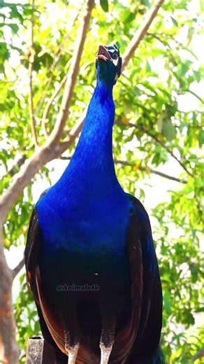 Beautiful Peacock Blue Peafowl call scream sound #animals4k #birds #shorts
