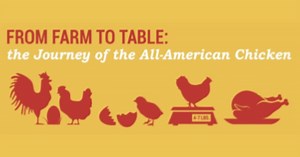 The Journey of the All-American Chicken