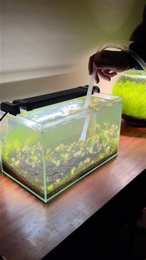 Reviving an algae covered aquarium part 3