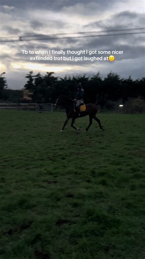 Understanding the Humor in Horse Training Moments