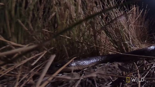 Zoologist Jack Randall thought he had a mild-mannered slatey grey snake on his hands—but the snake had other ideas. Out There With Jack Randall Premieres Sunday July 7 at 10/9c. | National Geographic