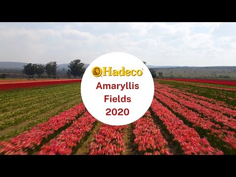 Hadeco's Flowering Amaryllis Fields 2020