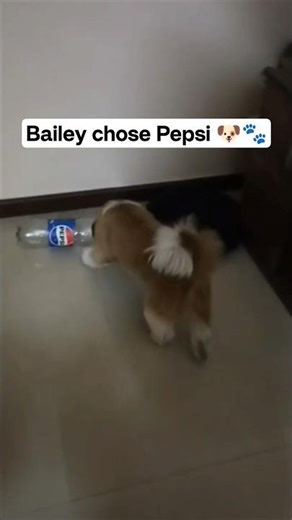 Bailey is the new Brand Ambassador of Pepsi 😂🐶🐾 #dog #shorts #trending #youtubeshorts #funny
