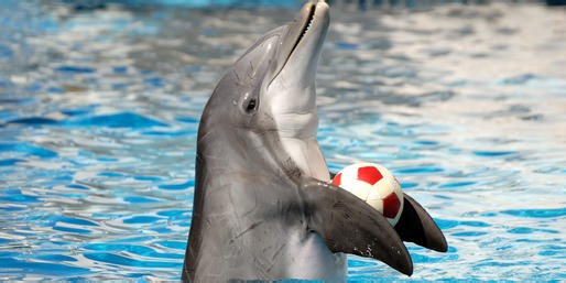 What Are The Animals With FLIPPERS?