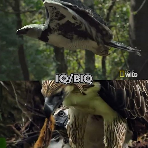 Harpy Eagle Vs Philippine Eagle