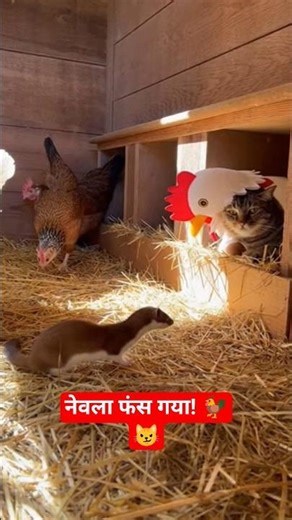 Cat Disguised as CHICKEN Tricks Weasel! 😹🐓 (Wait for it) #Shorts