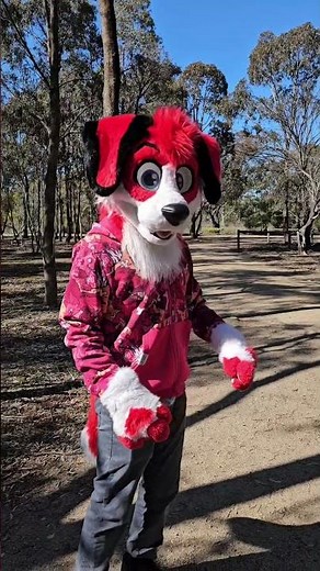 Vicious beagle attacks roo in serendip reserve 😨 #furry #fursuit