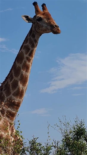 Impressive giraffe bull #wild #leo #story #lions #wildlife #nature #animals | African Bush Kingdom