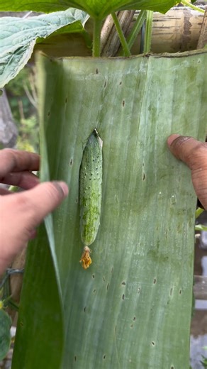 Easy way to protect cucumber from insects using homemade techniques #gardening #cucumber #shorts