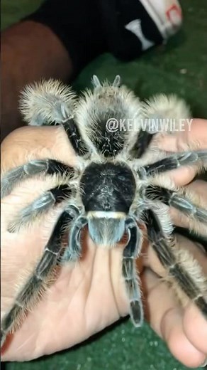 Handling a Curly Hair Tarantula!
