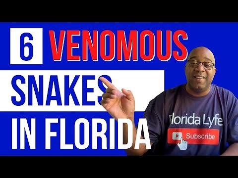What Are The 6 Venomous SNAKES Here In Florida