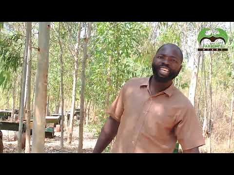 Apiculture/Beekeeping in Zimbabwe
