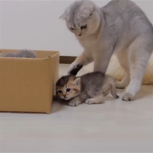 #kitten #cat #cute #kitty #kittens #cats #catsnhorlovely #hounar #catt #play #cutepuppies #puppy | Cat House