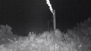 14K views · 27 reactions | Did you know baby porcupines are called porcupettes? Watch this porcupette and its mother saunter past one of our Landmark camera traps on the American Prairie Reserve. Our Landmark crew is gathering wildlife data with camera traps and field observations. Find out why on our website: www.adventurescience.org/landmark #CameraTrapTuesday #ASCLandmark #porcupine #montana | Adventure Scientists | Facebook