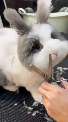 Grooming Tips for Fluffy Rabbits: A Complete Guide