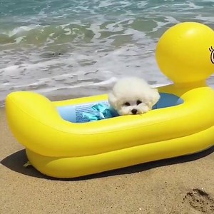 5K views · 226 reactions | Too cute  By: @hazelnut_dog | Animals are Awesome | Facebook