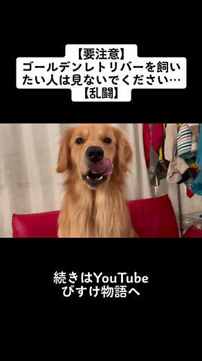 ゴールデンレトリバーの驚きの性格と飼い方