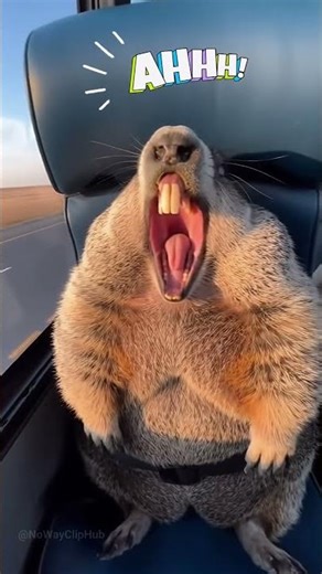 The groundhog scream meme just got real life! 😳😱 #chaos #meme #scream #funny #shorts