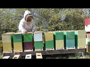 Installing 8 honey bee packages in 10 minutes.