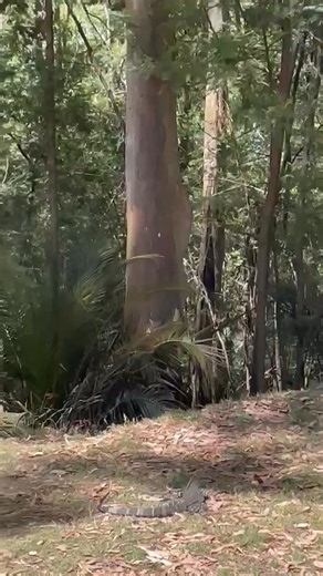 18K views · 298 reactions | Magpies are well known for swooping...